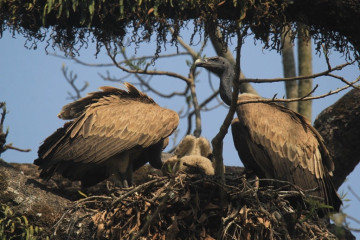 गिद्ध कहाँ बस्ने ? गम्भीर चुनौती बन्याे वासस्थान